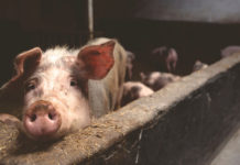 Afrykański pomór świń: ostrzeżenie dla gminy Boćki odwołane