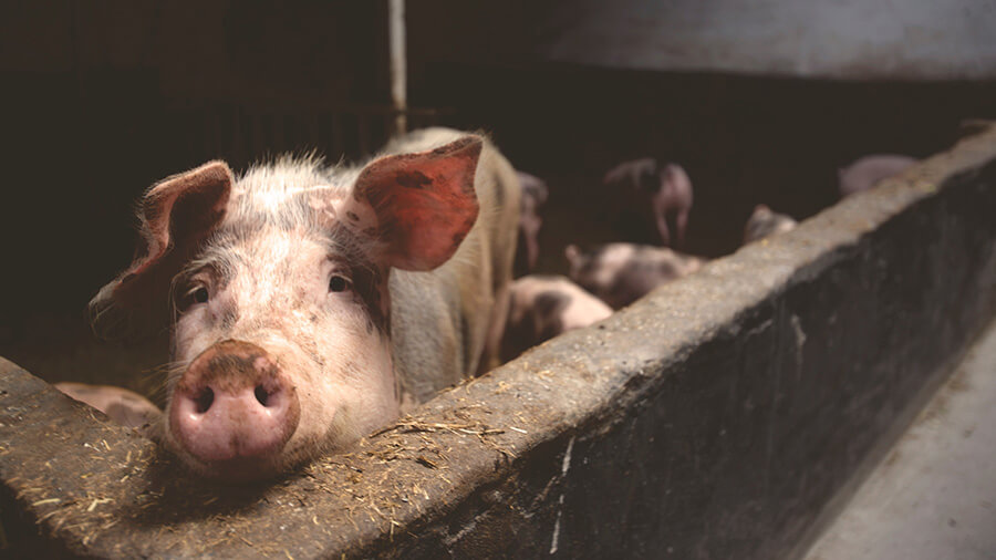 Afrykański pomór świń: ostrzeżenie dla gminy Boćki odwołane